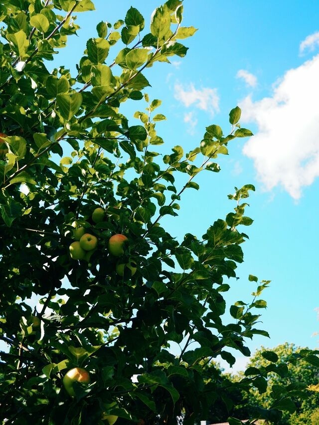 Ferienhaus in Glücksburg - Ferienhaus Pauline - Bild 19