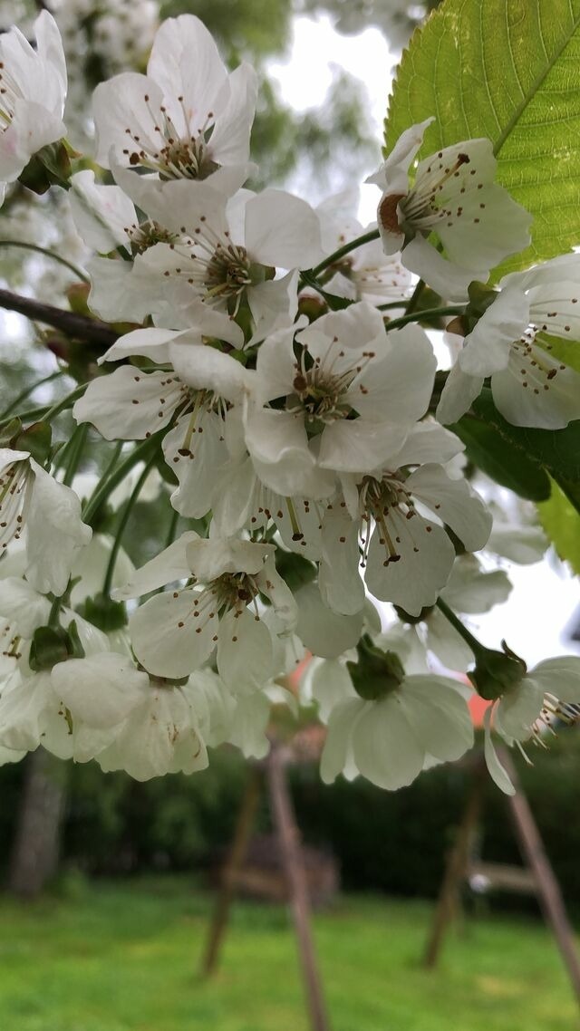 Ferienhaus in Kellenhusen - Ferienhaus Flörkes - Bild 24