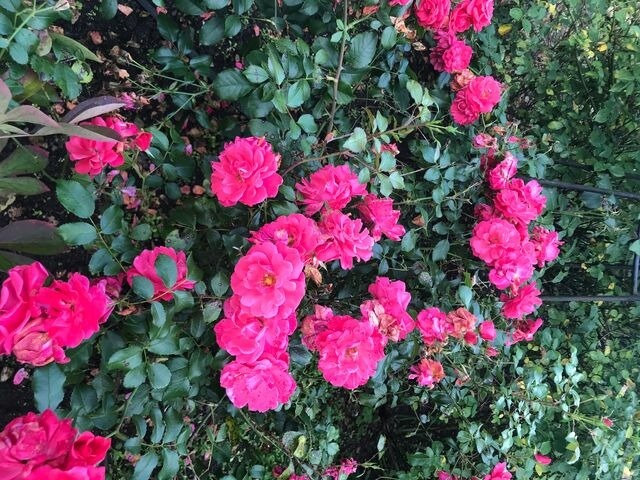 Ferienwohnung in Eckernf&ouml;rde - "De Goode Stuuv" - Haus Sylvia 12 - Bild 18