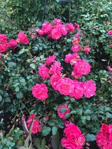 Ferienwohnung in Eckernförde - "De Lütt Schick" - Haus Sylvia 7 - Bild 13