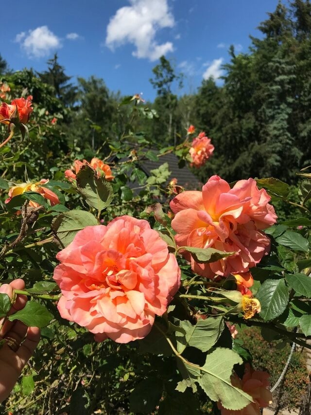 Ferienwohnung in Eckernförde - "De Lütt Schick" - Haus Sylvia 7 - Bild 20