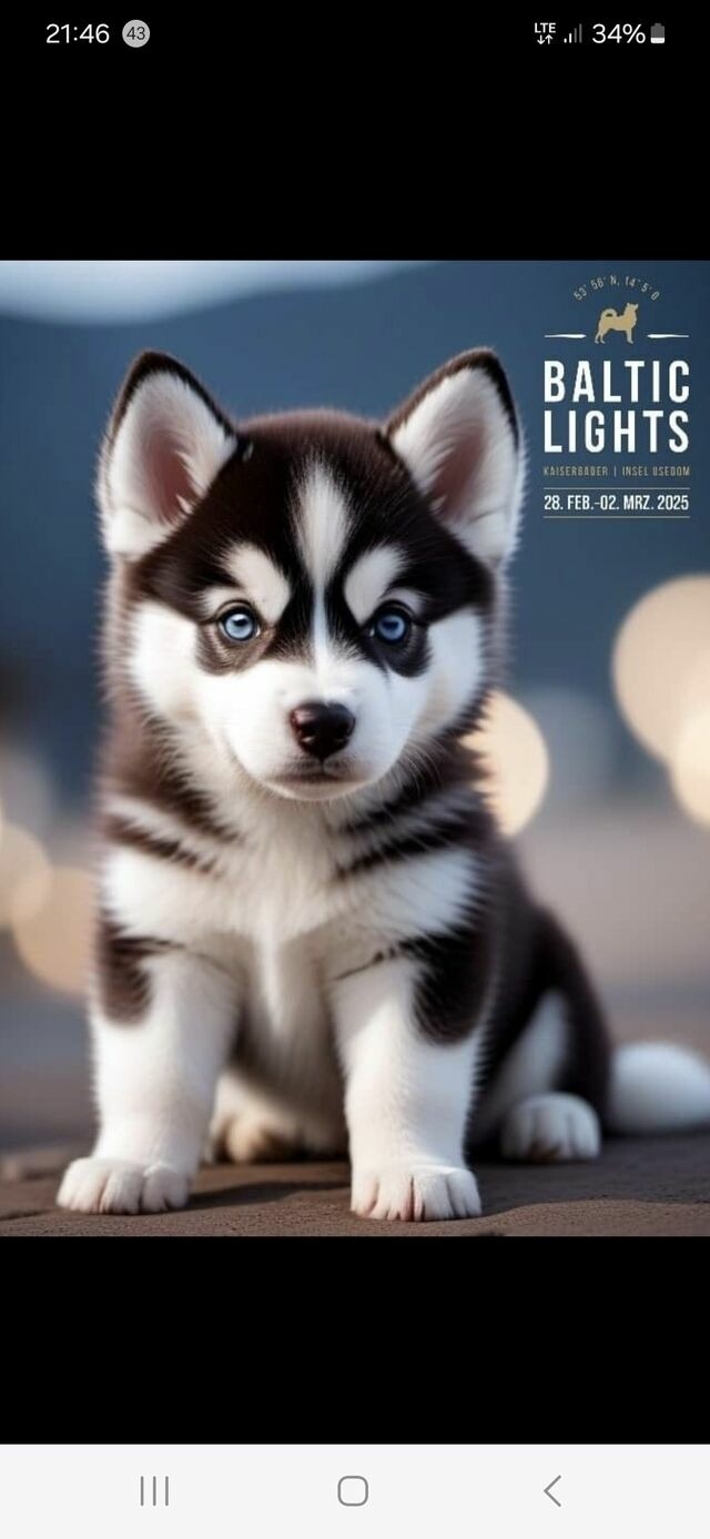 Ferienwohnung in Lütow - Ferienhaus Köhler Am Walde , Urlaub mit Hund - Bild 17