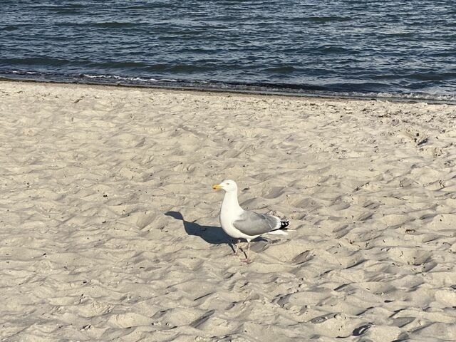 Ferienwohnung in Grömitz - Ostseeresidenz 04 - Bild 17
