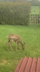 Ferienhaus in Hasselberg - Ferienhaus Knorrl&uuml;ck - Bild 23