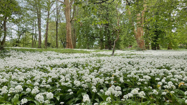 Ferienhaus in Baabe - Meeresblume - Baabe - Bild 19