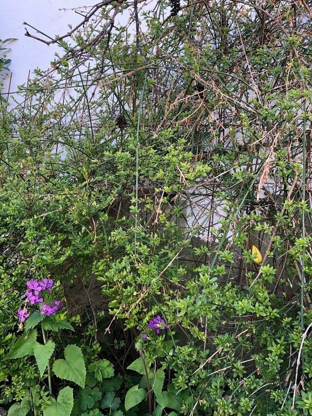 Ferienwohnung in Grömitz - Haus Frauken - Wohnung Thal - Bild 14