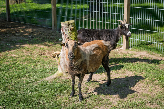 Ferienwohnung in Grömitz - Steffi - Bild 18