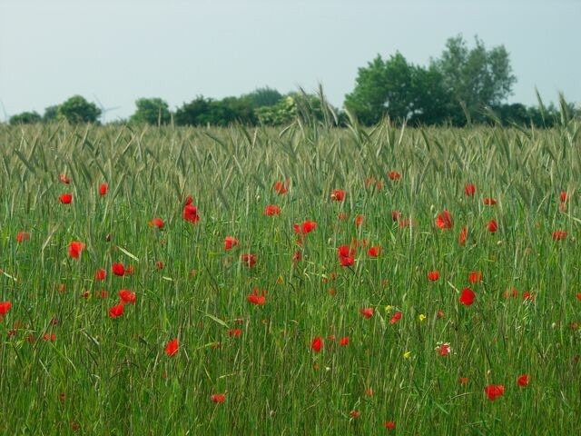 Ferienwohnung in Fehmarn OT Schlagsdorf - Bauernhof Urlaub FeWo Nr. 4 - 3-Personen - Bild 12