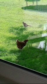 Ferienwohnung in Fehmarn OT Schlagsdorf - Bauernhof Urlaub FeWo Nr. 2 - 2-Personen - Bild 5