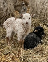 Ferienwohnung in Fehmarn OT Schlagsdorf - Bauernhof Urlaub FeWo Nr. 2 - 2-Personen - Bild 14