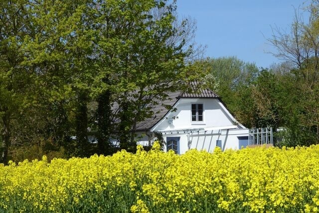 Ferienhaus in Fehmarn OT Neujellingsdorf - Sonnenschein - Bild 23