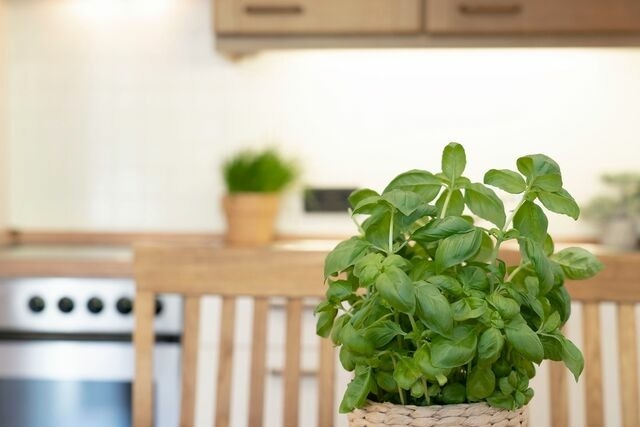 Ferienwohnung in Dahme - An der Aue 4a Albrecht - Bild 13