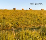 Ferienwohnung in Wendtorf - Küstenschwalbe - Bild 13