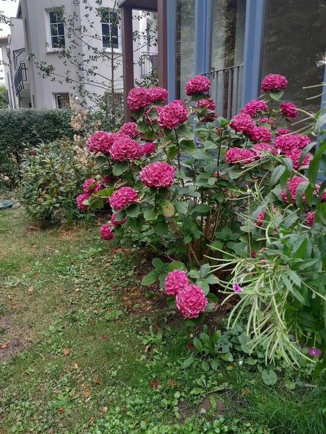 Ferienwohnung in Kühlungsborn - Villa Waldesruh, WE 2 - Bild 14