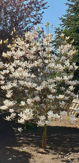 Ferienwohnung in Heiligenhafen - FeWo Todeskino "Möwennest" in Heiligenhafen - Bild 25