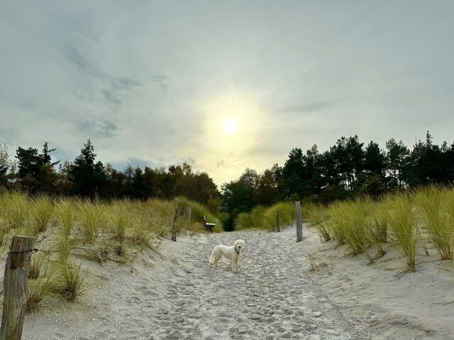 Ferienhaus in Ostseeheilbad Zingst - Am Deich 48 - Haus Sonne - Bild 21