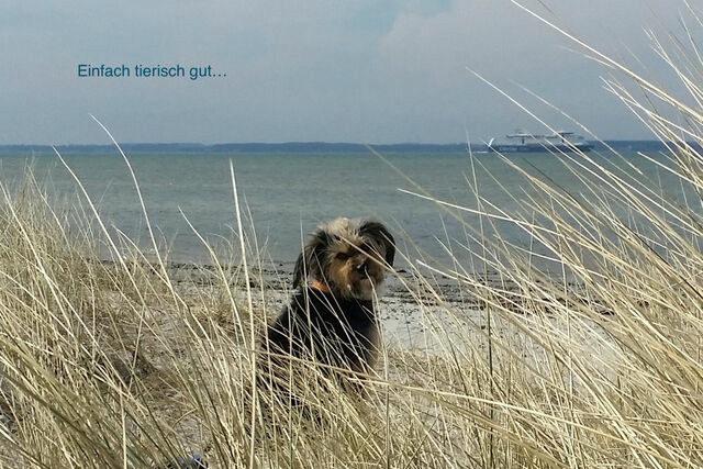 Ferienwohnung in Wendtorf - Whg. K&uuml;stenperle - Haus Nordlichter - Bild 8