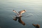 Ferienwohnung in Fehmarn - Hausboot Kaddi`s Sunshine - Huus & Meer - Bild 22