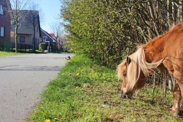 Ferienwohnung in Boltenhagen - Ferienwohnung Denise - Bild 19