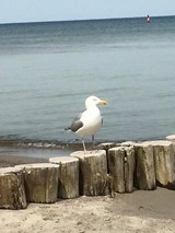 Ferienhaus in Ostseeheilbad Zingst - Rauchschwalbe - Bild 18