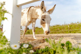 Ferienwohnung in Fehmarn OT Staberdorf - Am Reitplatz - Bild 21