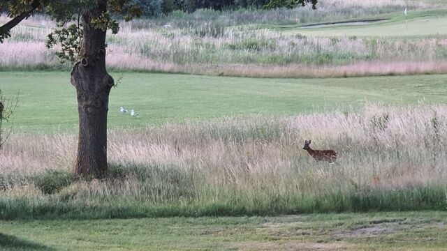 Ferienwohnung in Hohen Wieschendorf - Huk's 5 - Aurora Vista - ABC580 - Bild 18