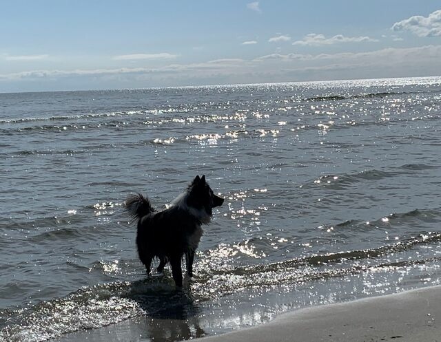 Ferienwohnung in Baabe - Villa Waldblick Fewo Nr. 1 - Bild 2