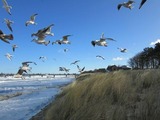 Ferienwohnung in Zingst - "Ostseeflair" im Ferienhaus "Flair am Meer" - Bild 19