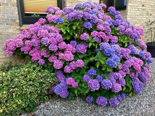 Ferienwohnung in Ostseebad Sch&ouml;nhagen - Haus mit Herz - Ferienwohnung 2 - Bild 2