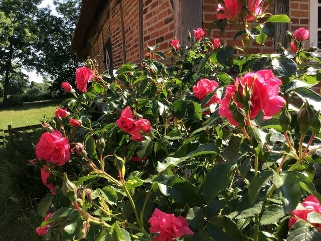 Ferienwohnung in Twedt - Hof L&uuml;cke - Ferienwohnung Natur - Bild 18