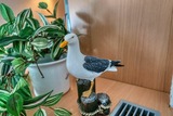 Ferienwohnung in Heiligenhafen - Ferienpark - Haus Q, App. 0Q0108 "Kleine M&ouml;we" - Bild 6