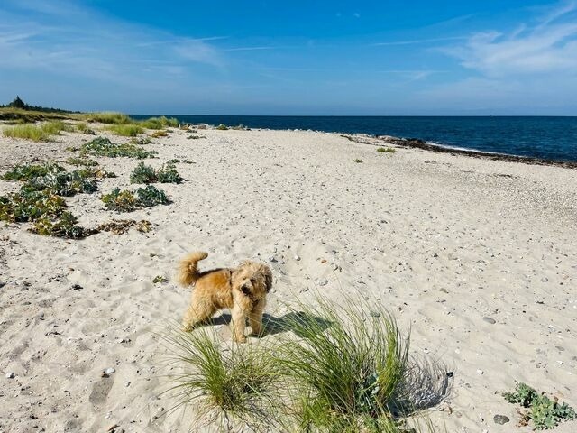 Ferienwohnung in Teichhof - Apartment Potosi Teichhof Fehmarn - Bild 23