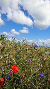 Ferienhaus in Zierow - Ferienhaus "Natur Pur" - Bild 6