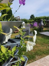Ferienwohnung in Bastorf - Ferienwohnung Seeadler - Bild 16