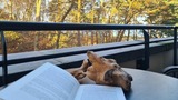 Ferienwohnung in Baabe - Sonnensegler - Bade- & Saunawelt t&auml;glich inklusive - Bild 4