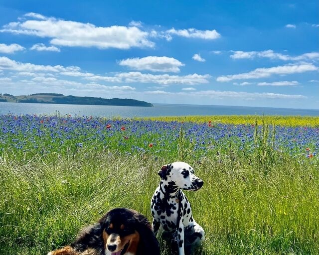 Ferienwohnung in Mariendorf - Naturidyll Mariendorf - Ferienwohnung Schafberg - Bild 21
